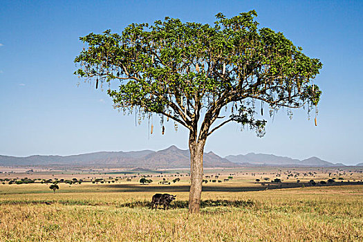 乌干达,孤单,非洲水牛,站立,山谷,国家公园,荒野,壮观,东北方,南苏丹
