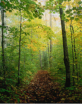 林中小径,莫里斯,国家公园,魁北克,加拿大