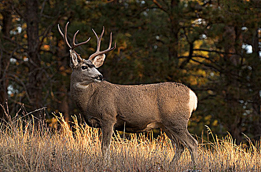长耳鹿,骡鹿,公鹿,站立,高草,卡斯特州立公园,南达科他,美国