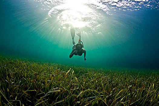 海洋,草,水下呼吸管