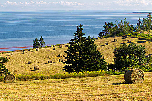 干草,爱德华王子岛,加拿大