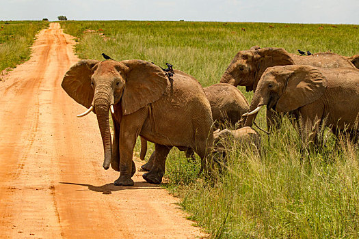 大象,非洲象,土路,秋天,国家公园,乌干达