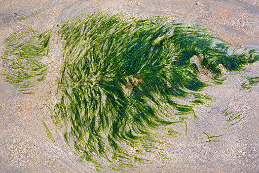 藻类,沙子