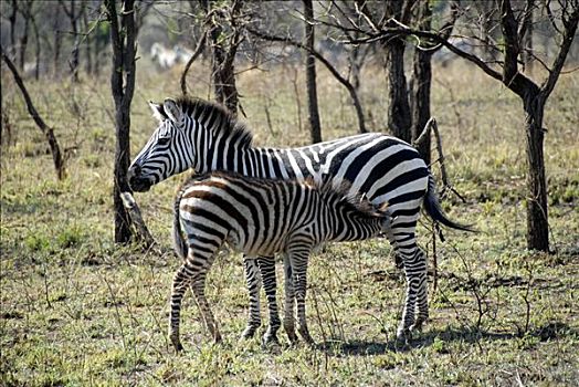 平原斑马,马,斑马,大草原,塞伦盖蒂国家公园,坦桑尼亚