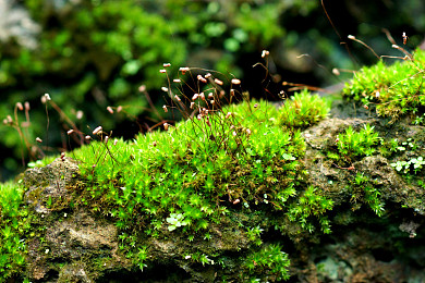 苔藓植物图片