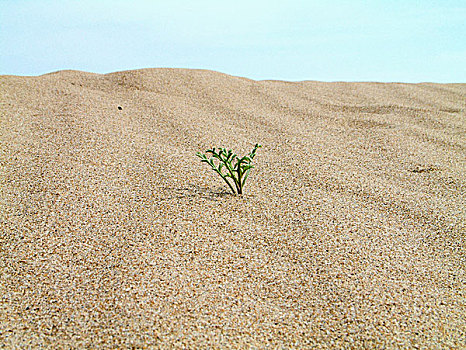 幼小植物,沙子,荒芜