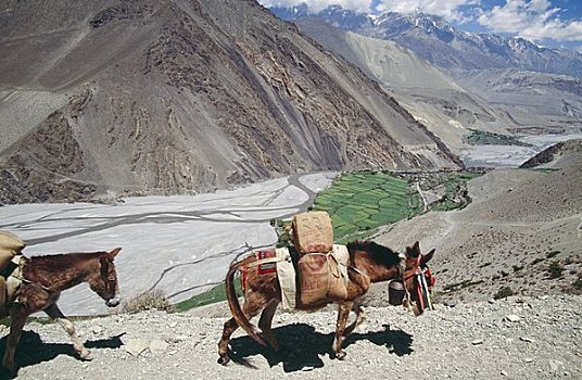 骡子,装载,山谷,尼泊尔