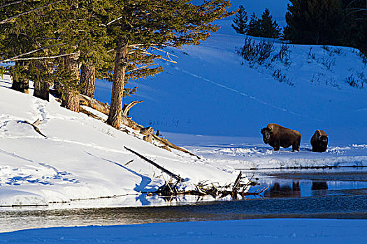 野牛,公牛,冬季风景