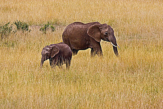 女性,非洲象,幼小,地点,马赛马拉,肯尼亚
