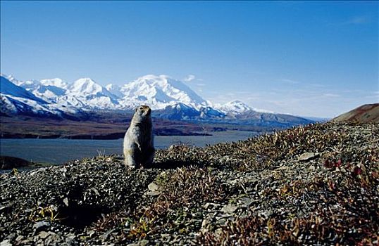北极松鼠,正面,山,麦金利山,阿拉斯加