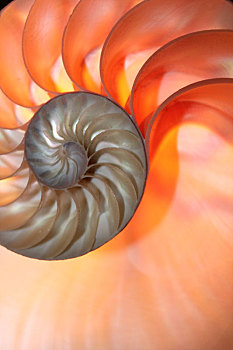 鹦鹉螺贝壳,对称,一半,横断面,螺旋,金色,建筑,特写,逆光,珍珠,鹦鹉螺