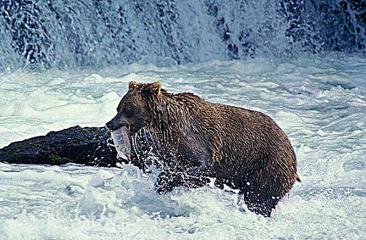 大灰熊,棕熊,河,三文鱼,嘴,溪流,秋天,阿拉斯加
