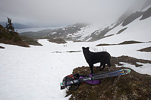 狗,站立,靠近,滑雪,看,滑雪者,远处,远景,山脉,楚加奇国家森林,科尔多瓦,阿拉斯加,夏天