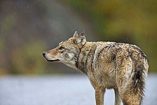灰狼,狼,碎石路,德纳里峰国家公园,阿拉斯加