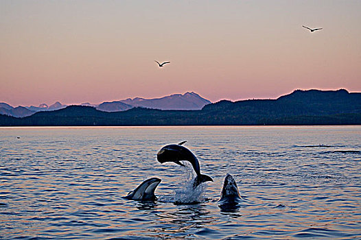 太平洋,白色,海豚,约翰斯顿海峡,日落,不列颠哥伦比亚省,加拿大