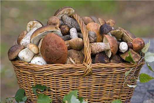 篮子,满,新鲜,秋天,蘑菇