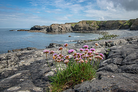 岩石海岸,粉色,海洋,海石竹,克雷尔县,爱尔兰
