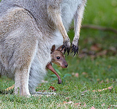 红颈袋鼠,幼兽,凝视,昆士兰,澳大利亚
