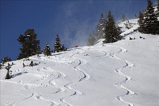 滑雪,小路,区域,山脉,提洛尔,奥地利,欧洲
