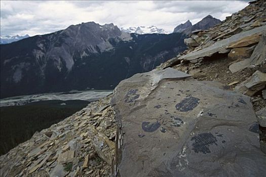 化石,古老,海洋,床,落基山脉,北美