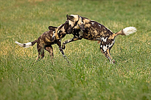非洲野狗,非洲野犬属,成年,玩,纳米比亚