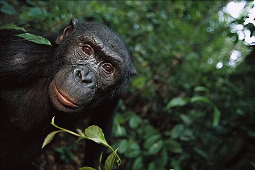 倭黑猩猩,肖像,刚果