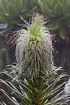 巨大,山梗莱属植物,花期,花穗,高山,乌干达