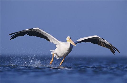 美洲白鹈鹕,成年,起飞,石头港,沿岸,弯曲,德克萨斯,海岸,美国