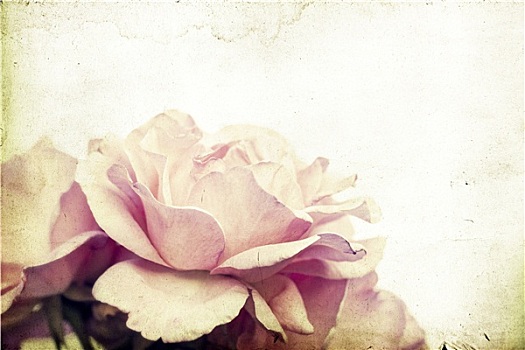 粉红玫瑰,柔光