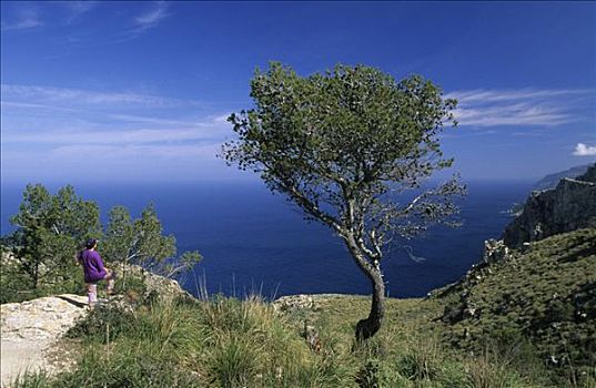 马略卡岛,松树