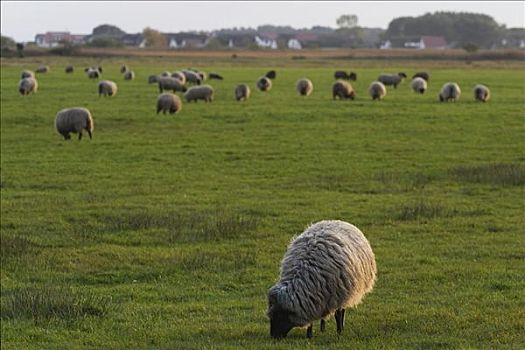 绵羊,草地,梅克伦堡前波莫瑞州,德国,欧洲