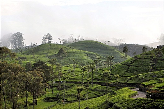茶园,自然,风景,斯里兰卡