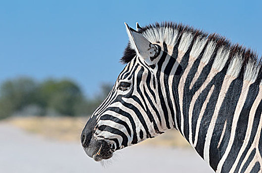 白氏斑马,斑马,特写,头部,埃托沙国家公园,纳米比亚,非洲