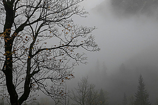 秃头,雾,正面,影子,山,木头,上巴伐利亚