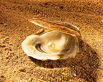牡蛎,壳,珍珠,沙滩