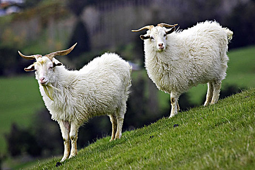 山羊,靠近,南岛,新西兰
