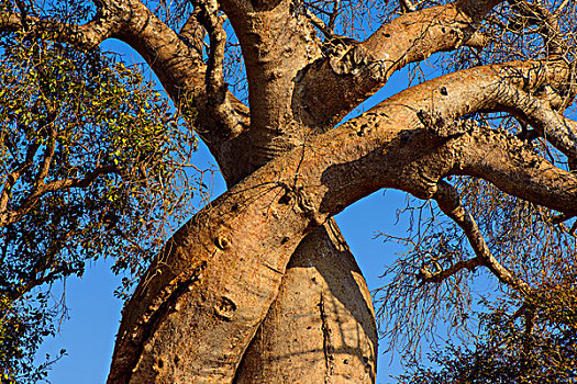 马达加斯加穆龙达瓦morondava猴面包树情侣树