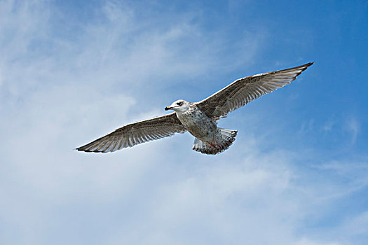银鸥,幼小,羽毛,飞行,梅克伦堡前波莫瑞州,德国,欧洲