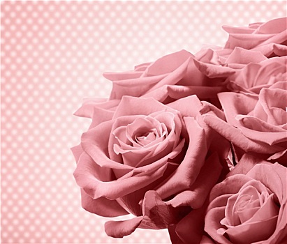 漂亮,粉红玫瑰