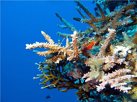彩色,珊瑚礁,珊瑚,臀部,热带,海洋,蓝色背景,水