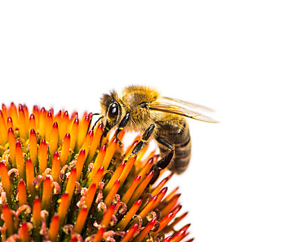蜜蜂,收集,花蜜,花