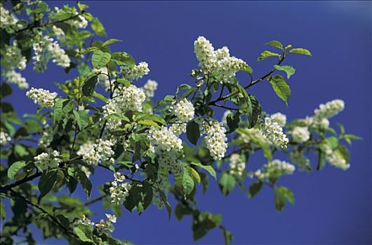 法国,朗格多克-鲁西永大区,枝条,樱桃树,开花