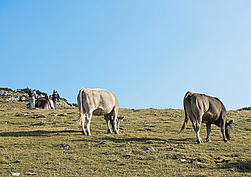 母牛,放牧,露营,背景