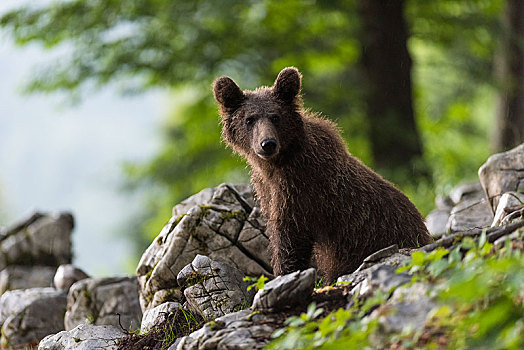 欧洲,棕熊,树林,小动物,区域,斯洛文尼亚