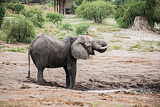 大象,乔贝国家公园,博茨瓦纳