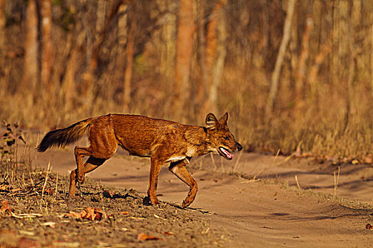 野狗,移动,虎,自然保护区,印度