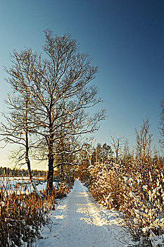 白雪覆盖的人行道,在冬季,在日出,穆斯,自然保护区,符腾堡,德国