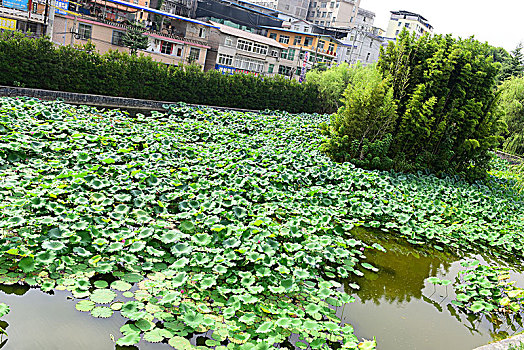 湖北民族学院荷花池