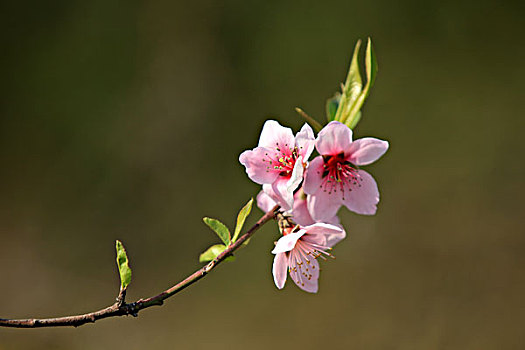 桃花,枝条