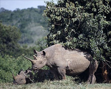 肯尼亚,黑犀牛,幼兽,休息,重要,保护区,濒危物种